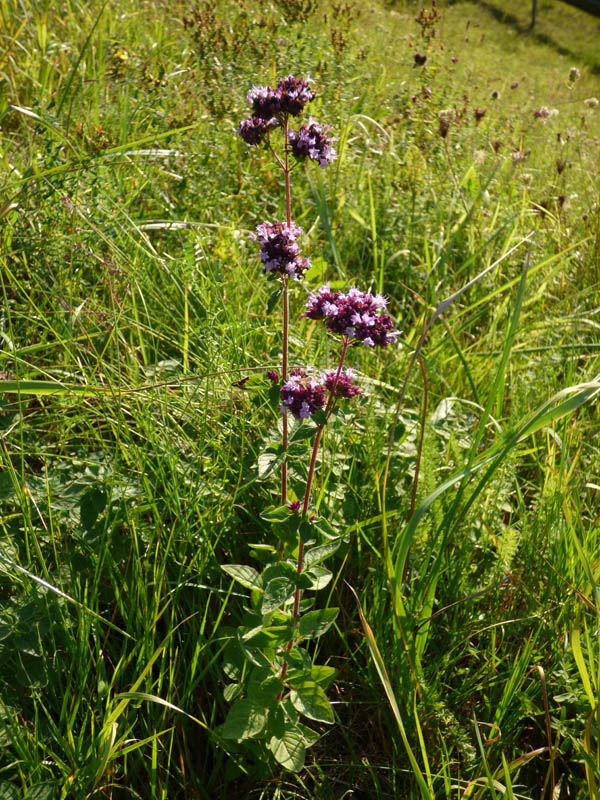 Origanum vulgare